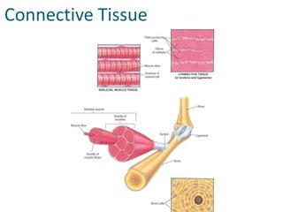  Connective Tissue