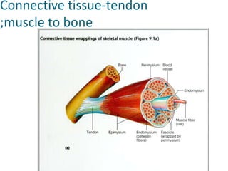 Connective tissue-tendon;muscle to bone