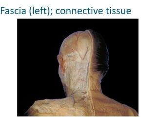 Fascia (left); connective tissue 