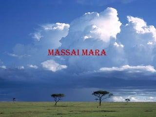 Massai mara
 