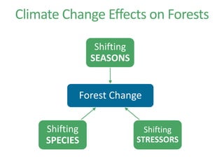 Climate Change Effects on Forests
Forest Change
Shifting
SEASONS
Shifting
STRESSORS
Shifting
SPECIES
 