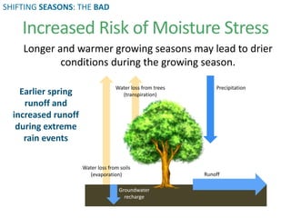 Longer and warmer growing seasons may lead to drier
conditions during the growing season.
Increased Risk of Moisture Stress
Water loss from soils
(evaporation)
Water loss from trees
(transpiration)
Groundwater
recharge
Precipitation
Runoff
Earlier spring
runoff and
increased runoff
during extreme
rain events
SHIFTING SEASONS: THE BAD
 