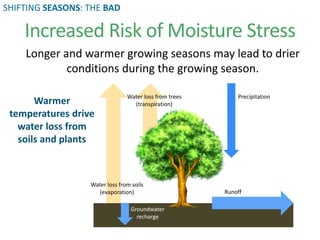 Longer and warmer growing seasons may lead to drier
conditions during the growing season.
Increased Risk of Moisture Stress
Water loss from soils
(evaporation)
Water loss from trees
(transpiration)
Groundwater
recharge
Runoff
Precipitation
Warmer
temperatures drive
water loss from
soils and plants
SHIFTING SEASONS: THE BAD
 