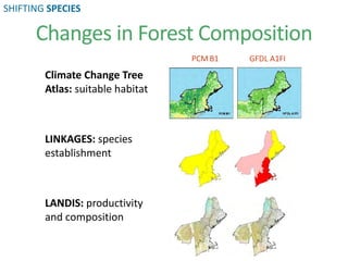 Changes in Forest Composition
Climate Change Tree
Atlas: suitable habitat
LINKAGES: species
establishment
LANDIS: productivity
and composition
PCM B1 GFDL A1FI
SHIFTING SPECIES
 