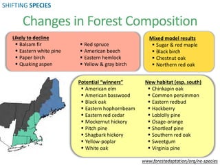 Likely to decline
 Balsam fir
 Eastern white pine
 Paper birch
 Quaking aspen
 Red spruce
 American beech
 Eastern hemlock
 Yellow & gray birch
Mixed model results
 Sugar & red maple
 Black birch
 Chestnut oak
 Northern red oak
Potential “winners”
 American elm
 American basswood
 Black oak
 Eastern hophornbeam
 Eastern red cedar
 Mockernut hickory
 Pitch pine
 Shagbark hickory
 Yellow-poplar
 White oak
New habitat (esp. south)
 Chinkapin oak
 Common persimmon
 Eastern redbud
 Hackberry
 Loblolly pine
 Osage-orange
 Shortleaf pine
 Southern red oak
 Sweetgum
 Virginia pine
www.forestadaptation/org/ne-species
Changes in Forest Composition
SHIFTING SPECIES
 