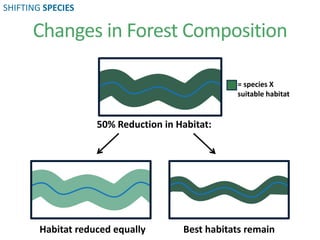 = species X
suitable habitat
50% Reduction in Habitat:
Habitat reduced equally Best habitats remain
Changes in Forest Composition
SHIFTING SPECIES
 