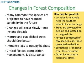  Many common tree species are
projected to have reduced
suitability in the future
 Changes will occur slowly—not
instant dieback
 Mature and established trees
should fare better
 Immense lags to occupy habitats
 Critical factors: competition,
management, & disturbance
Changes in Forest Composition
Risk may be greatest:
• Location is relatively
near the southern
extent of species range
• Trees are projected to
decline and located on
a marginal site
• Forest is composed of
few species, esp. those
projected to decline
• Something is “missing”
from the ecosystem
• Other factors cause
additional stress
SHIFTING SPECIES
 