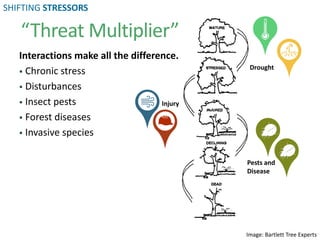 “Threat Multiplier”
Image: Bartlett Tree Experts
Drought
Injury
Interactions make all the difference.
 Chronic stress
 Disturbances
 Insect pests
 Forest diseases
 Invasive species
Pests and
Disease
SHIFTING STRESSORS
 