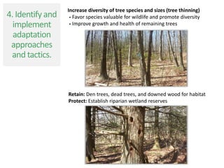 Increase diversity of tree species and sizes (tree thinning)
 Favor species valuable for wildlife and promote diversity
 Improve growth and health of remaining trees
Retain: Den trees, dead trees, and downed wood for habitat
Protect: Establish riparian wetland reserves
4. Identify and
implement
adaptation
approaches
and tactics.
 