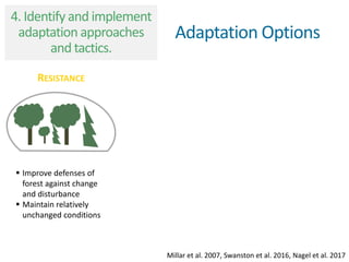 RESISTANCE
 Improve defenses of
forest against change
and disturbance
 Maintain relatively
unchanged conditions
Millar et al. 2007Millar et al. 2007, Swanston et al. 2016, Nagel et al. 2017
Adaptation Options
4. Identify and implement
adaptation approaches
and tactics.
 