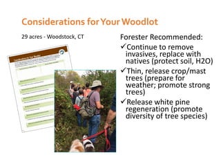 Forester Recommended:
Continue to remove
invasives, replace with
natives (protect soil, H2O)
Thin, release crop/mast
trees (prepare for
weather; promote strong
trees)
Release white pine
regeneration (promote
diversity of tree species)
Considerations forYour Woodlot
29 acres - Woodstock, CT
 
