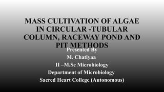 MASS CULTIVATION OF ALGAE IN CIRCULAR -TUBULAR COLUMN, RACEWAY POND AND ...