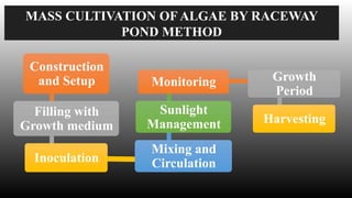 MASS CULTIVATION OF ALGAE IN CIRCULAR -TUBULAR COLUMN, RACEWAY POND AND ...