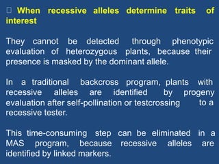 When recessive alleles determine traits of
interest
They cannot be detected through phenotypic
evaluation of heterozygous plants, because their
presence is masked by the dominant allele.
In a traditional backcross program, plants with
recessive alleles are identified by progeny
evaluation after self-pollination or testcrossing
recessive tester.
to a
This time-consuming step can be eliminated in a
MAS program, because recessive alleles are
identified by linked markers.
 