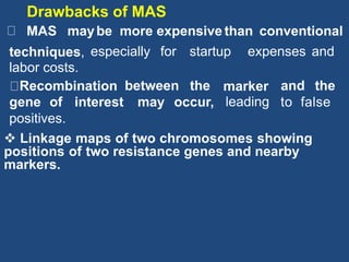 MAS maybe more expensive than conventional
techniques,
labor costs.
especially for startup expenses and
Recombination between the marker
leading
and the
gene of interest may occur, to false
positives.
 Linkage maps of two chromosomes showing
positions of two resistance genes and nearby
markers.
Drawbacks of MAS
 
