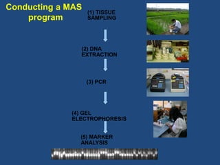 Conducting a MAS
(1) TISSUE
SAMPLINGprogram
(2) DNA
EXTRACTION
(3) PCR
(4) GEL
ELECTROPHORESIS
(5) MARKER
ANALYSIS
 