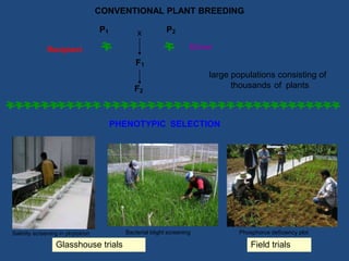 CONVENTIONAL PLANT BREEDING
P1 P2x
DonorRecipient
F1
large populations consisting of
thousands of plantsF2
PHENOTYPIC SELECTION
Bacterial blight screening Phosphorus deficiency plotSalinity screening in phytotron
Field trialsGlasshouse trials
 