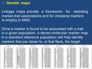 gene.
Genetic maps
Linkage maps provide a framework for detecting
marker-trait associations and for choosing markers
to employ in MAS.
Once a marker is found to be associated with a trait
in a given population, a dense molecular marker map
in a standard reference population will help identify
markers that are closer to, or that flank, the target.
 