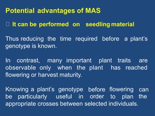 Potential advantages of MAS
It can be performed on seedling material
Thus reducing the time required before a plant’s
genotype is known.
In contrast, many important plant traits are
observable only when the plant has reached
flowering or harvest maturity.
Knowing a plant’s genotype before
order
flowering can
thebe particularly useful in to plan
appropriate crosses between selected individuals.
 