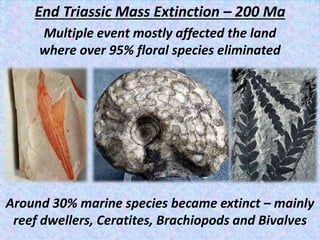 End Triassic Mass Extinction – 200 Ma
Multiple event mostly affected the land
where over 95% floral species eliminated
Around 30% marine species became extinct – mainly
reef dwellers, Ceratites, Brachiopods and Bivalves
 