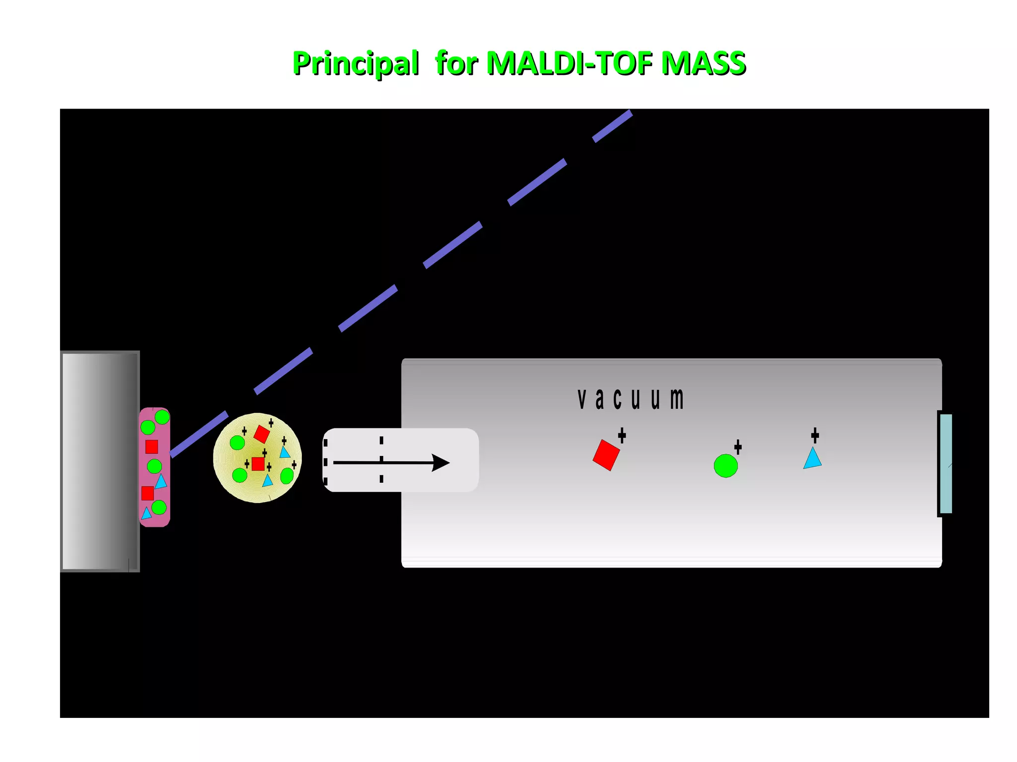 Principal for MALDI-TOF MASSPrincipal for MALDI-TOF MASS
+
+
++
++
+
+
+
+
p u ls e d
U V o r IR la s e r
( 3 - 4 n s )
d e te c to r
v a c u u m
s t r o n g
e le c tr ic
fie ld
T im e O f F lig h t t u b e
p e p tid e m ix tu r e
e m b e d d e d in
lig h t a b s o r b in g
c h e m ic a ls ( m a tr ix )
c lo u d o f
p r o to n a te d
p e p tid e m o le c u le sa c cV
 