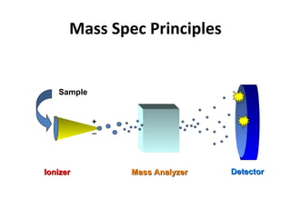 Mass Spec Principles
IonizerIonizer
Sample
+
_
Mass AnalyzerMass Analyzer DetectorDetector
 