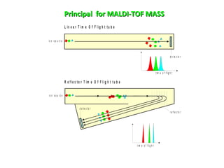 Principal for MALDI-TOF MASSPrincipal for MALDI-TOF MASS
L in e a r T i m e O f F li g h t t u b e
R e f le c t o r T im e O f F l ig h t t u b e
d e t e c t o r
r e f le c t o r
io n s o u r c e
io n s o u r c e
d e t e c t o r
t im e o f flig h t
t im e o f flig h t
 