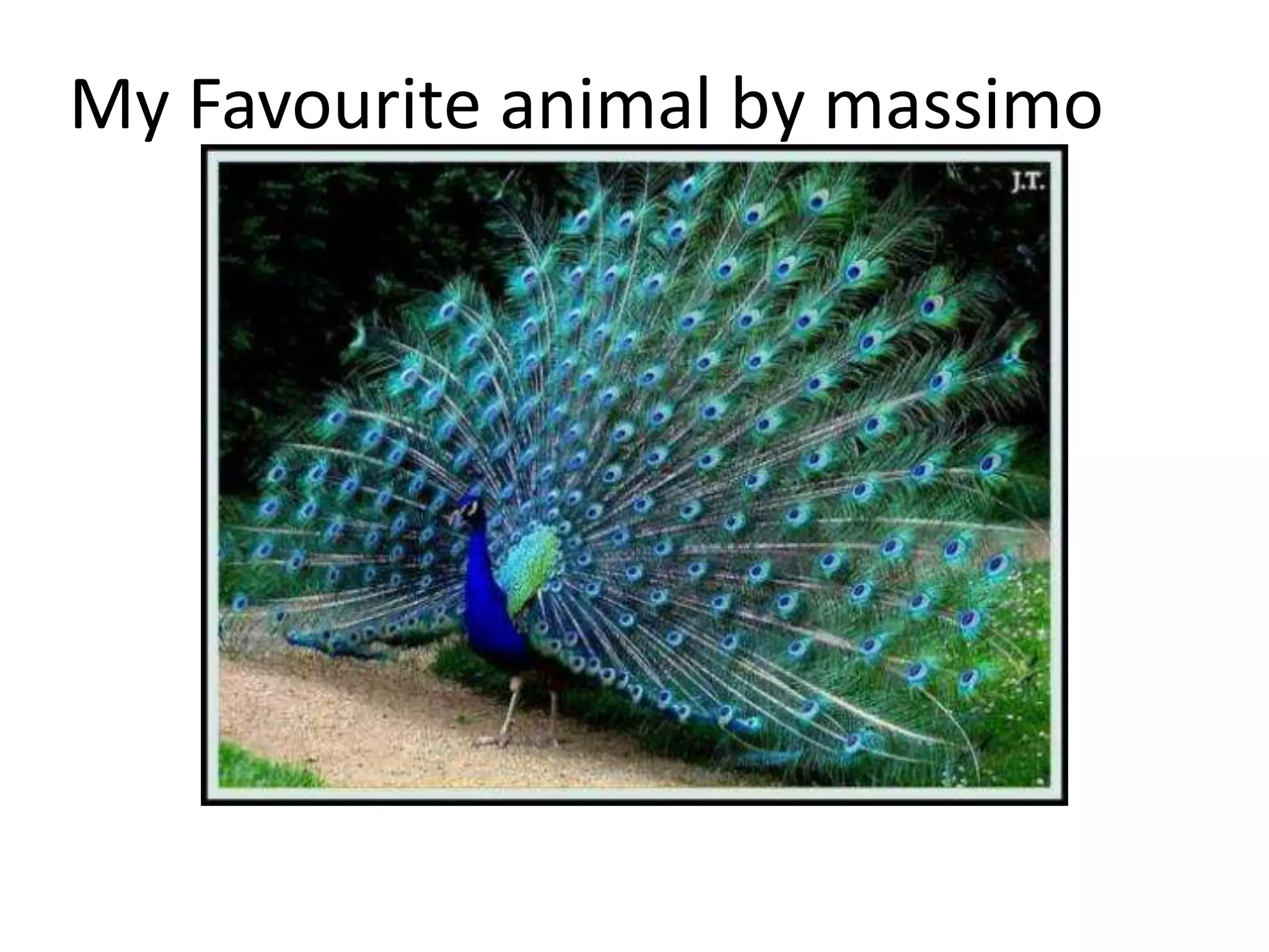 My Favourite animal by massimo