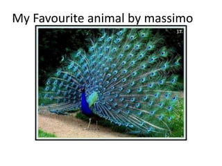 My Favourite animal by massimo
 