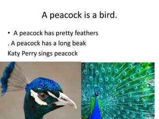 A peacock is a bird.
• A peacock has pretty feathers
. A peacock has a long beak
Katy Perry sings peacock