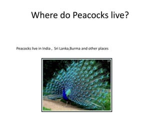 Where do Peacocks live?
Peacocks live in India , Sri Lanka,Burma and other places