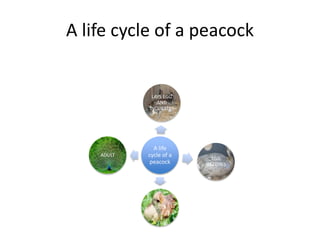 A life cycle of a peacock
A life
cycle of a
peacock
LAYS EGG
AND
INCUBATES
EGG
HATCHES
BABY
ADULT