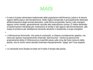 MAIS
● Il mais è la base alimentare tradizionale delle popolazioni dell'America Latina e di alcune
regioni dell'Europa e del Nordamerica. Nelle regioni temperate è principalmente destinato
all'alimentazione degli animali domestici, sotto forma di granella, farine o altri mangimi,
oppure come insilato, generalmente raccolto alla maturazione cerosa. È inoltre destinato
a trasformazioni industriali per l'estrazione di amido e olio oppure alla fermentazione, allo
scopo di produrre per distillazione bevande alcoliche o bioetanolo a scopi energetici.
●
● L'infiorescenza femminile, che porta le cariossidi, si chiama correttamente spadice, ma
viene più spesso impropriamente chiamata "pannocchia", mentre la pannocchia
propriamente detta è l'infiorescenza maschile posta sulla cima del fusto (stocco) della
pianta, che di contro viene talvolta chiamata impropriamente "spiga" per il suo aspetto.
●
● Le cariossidi sono fissate al tutolo ed il tutolo è fissato alla pianta.
 