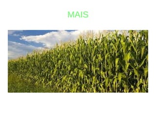 MAIS
 