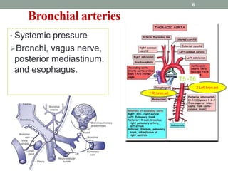 Bronchial arteries
• Systemic pressure
Bronchi, vagus nerve,
posterior mediastinum,
and esophagus.
6
2 Left bron.art
1 Rt.bron.art
T5 -T6
 
