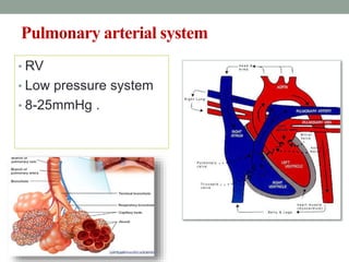 Pulmonary arterial system
• RV
• Low pressure system
• 8-25mmHg .
 