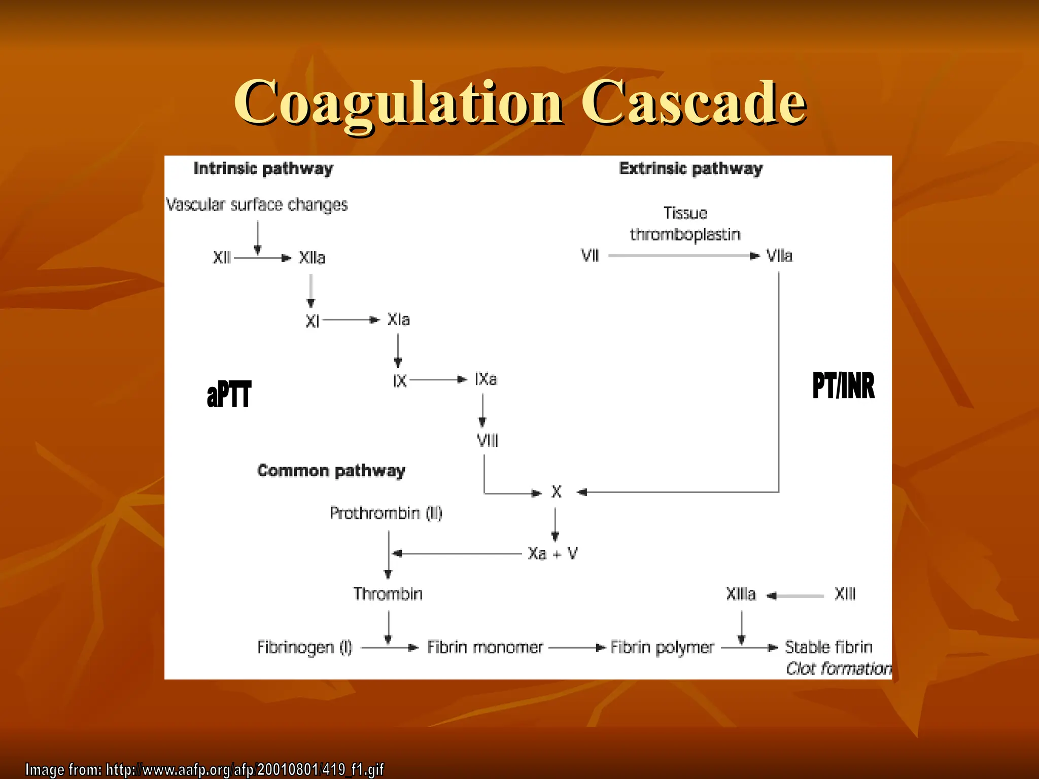 Coagulation Cascade
Coagulation Cascade
 