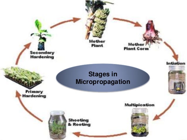 Mass Multiplication Procedure For Tissue Culture And Ptc Requirement
