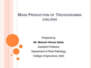 MASS PRODUCTION OF TRICHOGRAMMA
CHILONIS
Prepared by
Mr. Mahesh Vikram Sable
Assistant Professor
Department of Plant Pathology
College of Agriculture, Ashti
 