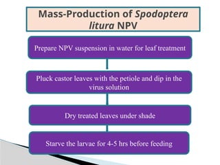 MASS PRODUCTION OF BIOPESTICIDES AT LABORATORYpptx | PPTX
