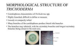 MASS PRODUCTION OF TRICHODERMA ASPERELLUM[1]-1.pptx