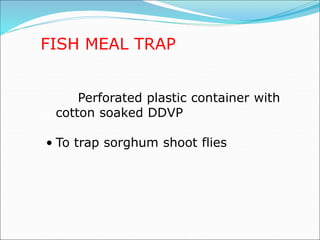 Perforated plastic container with
cotton soaked DDVP
• To trap sorghum shoot flies
FISH MEAL TRAP
 