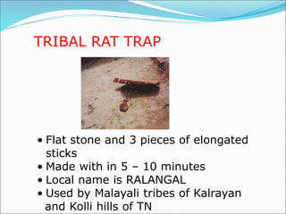 TRIBAL RAT TRAP
• Flat stone and 3 pieces of elongated
sticks
• Made with in 5 – 10 minutes
• Local name is RALANGAL
• Used by Malayali tribes of Kalrayan
and Kolli hills of TN
 