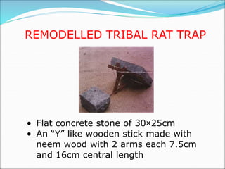 REMODELLED TRIBAL RAT TRAP
• Flat concrete stone of 30×25cm
• An “Y” like wooden stick made with
neem wood with 2 arms each 7.5cm
and 16cm central length
 