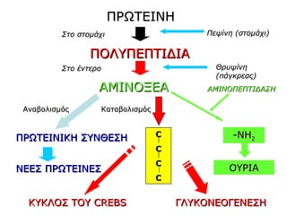 ΠΡΩΤΕΙΝΗ
          Στο στομάχι                      Πεψίνη (στομάχι)


                 ΠΟΛΥΠΕΠΤΙΔΙΑ
          Στο έντερο                         Θρυψίνη
                                             (πάγκρεας)
                   ΑΜΙΝΟΞΕΑ                ΑΜΙΝΟΠΕΠΤΙΔΑΣΗ

 Αναβολισμός        Καταβολισμός



ΠΡΩΤΕΙΝΙΚΗ ΣΥΝΘΕΣΗ                 C             -NH2
                                   C
                                   C
ΝΕΕΣ ΠΡΩΤΕΙΝΕΣ                                  ΟΥΡΙΑ
                                   C


  ΚΥΚΛΟΣ ΤΟΥ CREBS                     ΓΛΥΚΟΝΕΟΓΕΝΕΣΗ
 