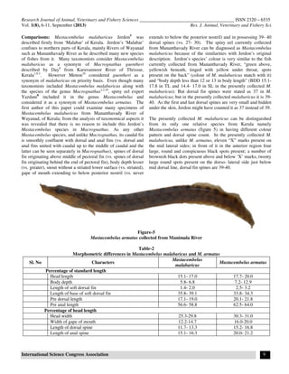 Research Journal of Animal, Veterinary and Fishery Sciences ________________________________________ ISSN 2320 – 6535
Vol. 1(8), 6-11, September (2013) Res. J. Animal, Veterinary and Fishery Sci.
International Science Congress Association 9
Comparisons: Mastacembelus malabaricus Jerdon5
was
described firstly from ‘Malabar’ of Kerala. Jerdon’s ‘Malabar’
confines to northern parts of Kerala, mainly Rivers of Wayanad
such as Mananthavady River as he described many new species
of fishes from it. Many taxonomists consider Mastacembelus
malabaricus as a synonym of Macrognathus guentheri
described by Day6
from Karuvannoor River of Thrissur,
Kerala1,9,3
. However Menon10
considered guentheri as a
synonym of malabaricus on priority basis. Even though many
taxonomists included Mastacembelus malabaricus along with
the species of the genus Macrognathus1,3,10
, spiny eel expert
Yazdani8
included it in the genus Mastacembelus and
considered it as a synonym of Mastacembelus armatus. The
first author of this paper could examine many specimens of
Mastacembelus malabaricus from Mananthavady River of
Wayanad, of Kerala; from the analysis of taxonomical aspects it
was revealed that there is no reason to include this Jerdon’s
Mastacembelus species in Macrognathus. As any other
Mastacembelus species, and unlike Macrognathus, its caudal fin
is smoothly confluent with dorsal and anal fins (vs. dorsal and
anal fins united with caudal up to the middle of caudal and the
latter can be seen separately in Macrognathus), spines of dorsal
fin originating above middle of pectoral fin (vs. spines of dorsal
fin originating behind the end of pectoral fin), body depth lesser
(vs. greater), snout without a striated lower surface (vs. striated),
gape of mouth extending to below posterior nostril (vs. never
extends to below the posterior nostril) and in possessing 39- 40
dorsal spines (vs. 27- 30). The spiny eel currently collected
from Mananthavady River can be diagnosed as Mastacembelus
malabaricus because of the similarities with Jerdon’s original
description. Jerdon’s species’ colour is very similar to the fish
currently collected from Mananthavady River, “green above,
yellowish beneath, tinged with yellow under throat, spots
present on the back” (colour of M. malabaricus match with it)
and “body depth less than 12 or 13 in body length” (BDD 15.1-
17.8 in TL and 14.4- 17.0 in SL in the presently collected M.
malabaricus). But dorsal fin spines were stated as 37 in M.
malabaricus; but in the presently collected malabaricus it is 39-
40. As the first and last dorsal spines are very small and hidden
under the skin, Jerdon might have counted it as 37 instead of 39.
The presently collected M. malabaricus can be distinguished
from its only one relative species from Kerala namely
Mastacembelus armatus (figure 5) in having different colour
pattern and dorsal spine count. In the presently collected M.
malabaricus, unlike M. armatus, eleven “X” marks present on
the mid lateral sides; in front of it in the anterior region four
large, round and conspicuous black spots present; a number of
brownish black dots present above and below ‘X’ marks, twenty
large round spots present on the dorso- lateral side just below
mid dorsal line, dorsal fin spines are 39-40.
Figure-5
Mastacembelus armatus collected from Manimala River
Table-2
Morphometric differences in Mastacembelus malabaricus and M. armatus
Sl. No Characters
Mastacembelus
malabaricus
Mastacembelus armatus
Percentage of standard length
Head length 15.1- 17.0 17.7- 20.0
Body depth 5.8- 6.8 7.2- 12.9
Length of soft dorsal fin 1.4- 2.0 2.5- 3.2
Length of base of soft dorsal fin 35.8- 39.1 33.8- 34.3
Pre dorsal length 17.1- 19.0 20.1- 21.8
Pre anal length 56.6- 58.8 62.5- 64.0
Percentage of head length
Head width 25.3-29.8 30.3- 31.0
Width of gape of mouth 12.2-14.7 16.0-20.0
Length of dorsal spine 11.7- 13.3 15.2- 16.8
Length of anal spine 15.1- 16.3 20.0- 21.2
 