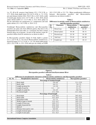 Research Journal of Animal, Veterinary and Fishery Sciences ________________________________________ ISSN 2320 – 6535
Vol. 1(8), 6-11, September (2013) Res. J. Animal, Veterinary and Fishery Sci.
International Science Congress Association 10
(vs. 32- 40 in M. armatus), head shorter (15.1- 17.0 % SL vs.
17.7- 20.0), body depth lesser (5.8- 6.8 % of SL vs. 7.2- 12.9),
pre anal distance shorter (56.6- 58.8 % SL vs. 62.5- 64.0), width
of mouth gape shorter (12.2- 14.7 % HL vs. 16.0- 20.0), dorsal
spines shorter (LDS 11.7- 13.3 % HL vs. 15.2- 16.8), spines on
the pre operculum not conspicuous (vs. conspicuous) and anal
spines shorter (15.1- 16.3 % HL vs. 20.0- 21.2).
Eventhough Mastacembelus malabaricus and Macrognathus
guentheri are spiny eels from different genera, they have to be
distinguished from each other as a synonymy has been created
between these two at present. In most of the meristic counts M.
guentheri differs from M. malabaricus as shown in table 3.
In Macrognathus guentheri (figure 6) body depth is greater
(11.1- 12.0 % SL vs. 5.8- 6.8 in Mastacembelus malabaricus),
dorsal fin longer (3.2- 4.7 % SL vs. 1.4- 2.0), head width greater
(29.3- 35.0 % HL vs. 25.3- 29.8) and eyes are widely set (IOW
10.5- 12.0 % HL vs. 5.3- 7.5). Major morphometric differences
between Macrognathus guentheri and Mastacembelus
malabaricus are shown in table 4.
Table-3
Differences in meristic counts of Mastacembelus malabaricus
and Macrognathus guentheri
SL.
No
Characters Mastacembelus
malabaricus
Macrognathus
guentheri
1 Dorsal rays 84- 94 62- 65
2 Dorsal spines 39- 40 30- 31
3 Pectoral rays 22- 28 16- 20
4 Anal rays 75- 82 64- 68
5 Caudal rays 14- 15 10- 13
Figure-6
Macrognathus guentheri collected from Karuvannoor River
Table-4
Differences in morphometric characters of Mastacembelus malabaricus and Macrognathus guentheri
SL. No Morphometric characters Mastacembelus malabaricus Macrognathus guentheri
Percentage of standard length
1 Body depth 5.8- 6.8 11.1- 12.0
2 Body width 4.6- 5.3 7.0- 7.5
3 Length og dorsal fin 1.4- 2.0 3.2- 4.7
4 Length of anal fin 1.1- 1.3 3.1- 3.7
5 Length of caudal fin 3.4- 4.9 5.8- 7.0
6 Pre dorsal length 17.1- 19.0 21.1- 24.0
Percentage of head length
7 Head depth 37.2- 39.2 39.5- 42.2
8 Head width 25.3- 29.8 29.3- 35.0
9 Interorbital width 5.3- 7.5 10.5- 12.0
10 Width of gape of mouth 12.2- 14.7 10.9- 12.0
11 Length of lower jaw 14.9- 17.7 12.0- 13.3
12 Length of pectoral fin 25.0- 32.0 32.6- 36.1
13 DD & P 21.0- 23.0 37.8- 41.0
14 Distance from anal to vent 6.0- 8.0 15.6- 17.0
15 Length of dorsal spine 11.7- 13.3 14.0- 17.8
16 Length of anal spine 15.1- 16.3 20.0- 21.0
 