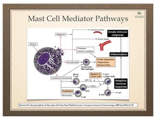 Beaven M. Our perception of the mast cell from Paul Ehrlich to now. European Journal of Immunology. 2009 Jan;39(1):11-25.
Mast Cell Mediator Pathways
Innate immune
response
Adaptive
immune
response
Inflammation
 