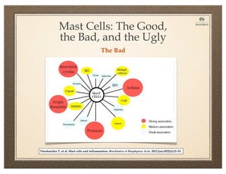 Theoharides T, et al. Mast cells and inflammation. Biochimica et Biophysica Acta. 2012 Jan;1822(1):21-33.
Mast Cells: The Good,
the Bad, and the Ugly
The Bad
 