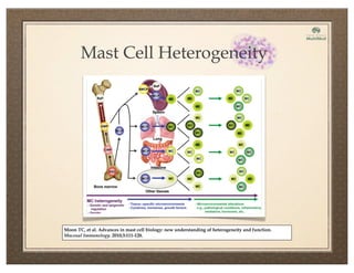 Moon TC, et al. Advances in mast cell biology: new understanding of heterogeneity and function.
Mucosal Immunology. 2010;3:111-128.
Mast Cell Heterogeneity
 